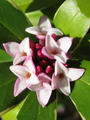 Winter Daphne